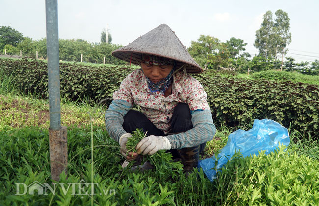 Video ảnh: Nông dân mang bảo bối chống nắng 40 độ C ra đồng