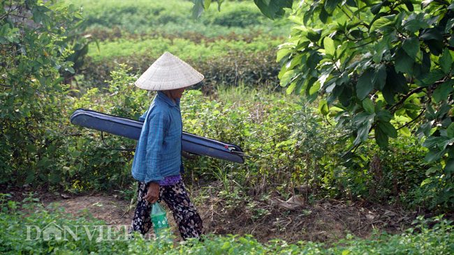 Video ảnh: Nông dân mang bảo bối chống nắng 40 độ C ra đồng
