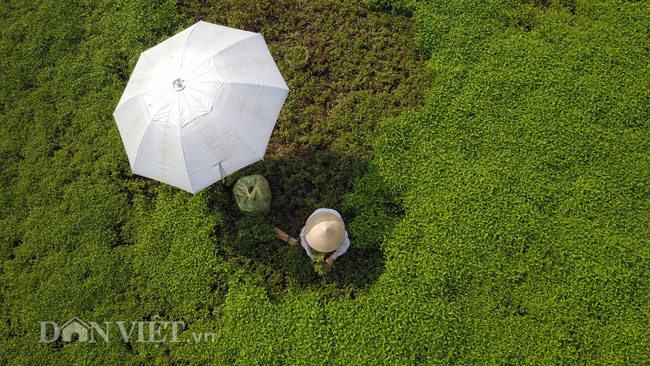 Video ảnh: Nông dân mang bảo bối chống nắng 40 độ C ra đồng