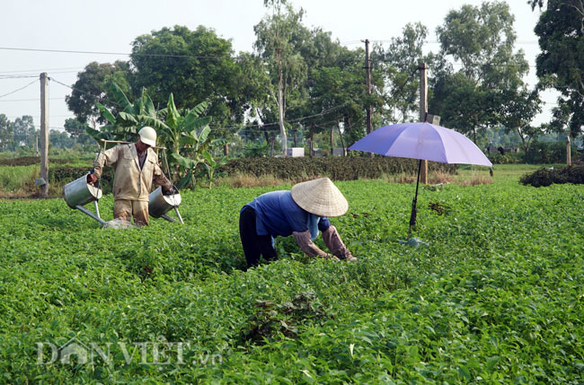Video ảnh: Nông dân mang bảo bối chống nắng 40 độ C ra đồng