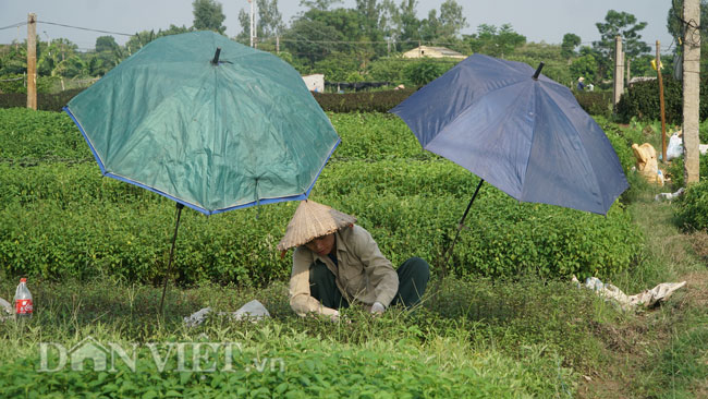 Video ảnh: Nông dân mang bảo bối chống nắng 40 độ C ra đồng