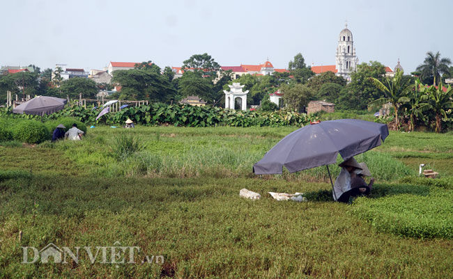 Video ảnh: Nông dân mang bảo bối chống nắng 40 độ C ra đồng