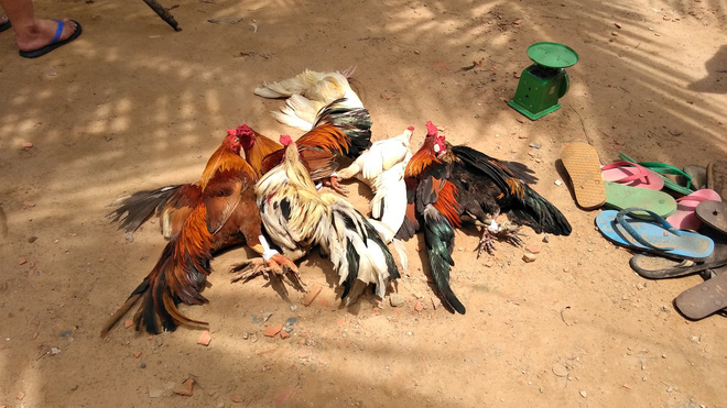 Con bạc bỏ chạy tán loạn khi công an ập vào trường gà