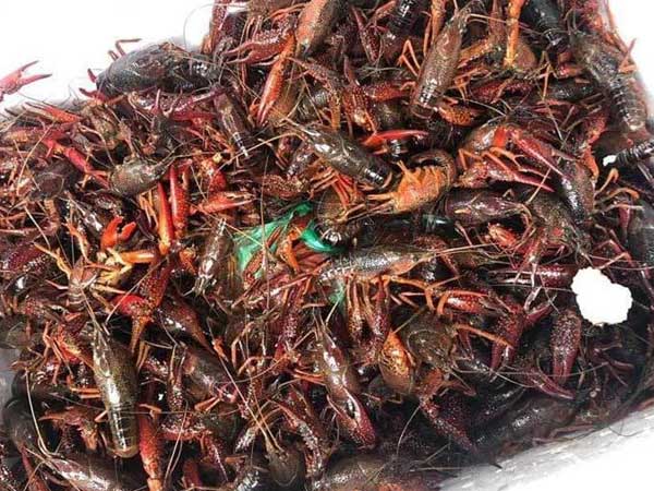 Hàng cấm nguy hại Trung Quốc tràn sang: Công văn hoả tốc, yêu cầu tiêu diệt