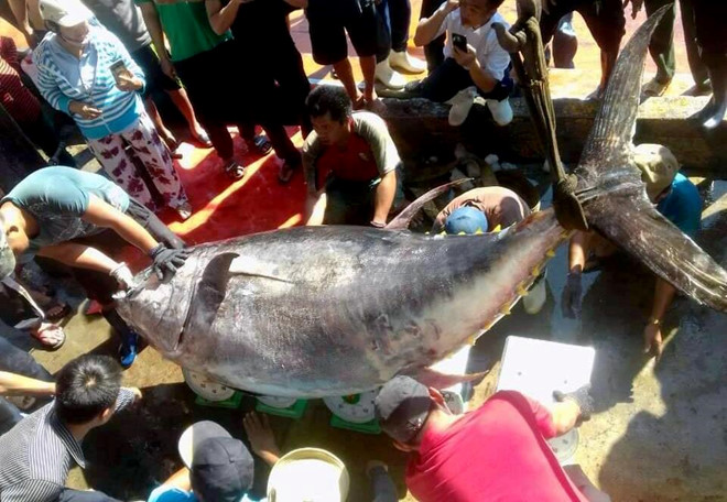 Ngư dân câu được cá ngừ vây vàng nặng 386 kg ở Trường Sa