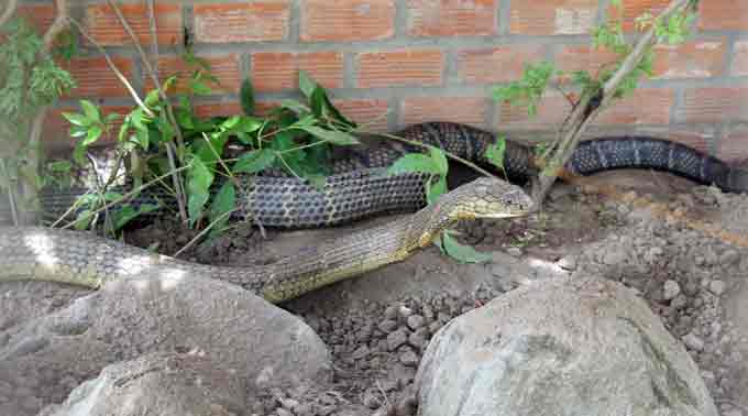 Vụ rắn khổng lồ 60kg dưới chân núi ở An Giang: Sẽ thả về núi Cấm?