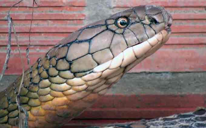 Vụ rắn khổng lồ 60kg dưới chân núi ở An Giang: Sẽ thả về núi Cấm?