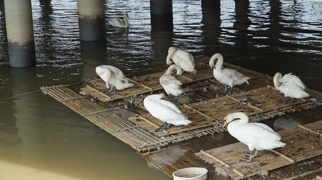 Hải Phòng: Thiên nga trắng dưới sông Tam Bạc vùng vẫy rồi gục giữa bãi rác khiến nhiều người xót xa và phẫn nộ