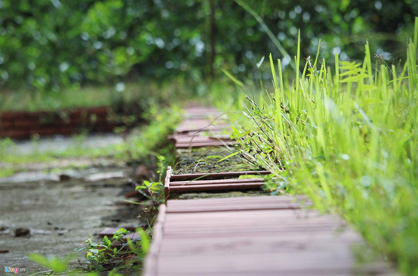 Video ảnh: Trường hơn 16 tỷ đồng bỏ hoang, người dân tận dụng phơi rơm, thả bò