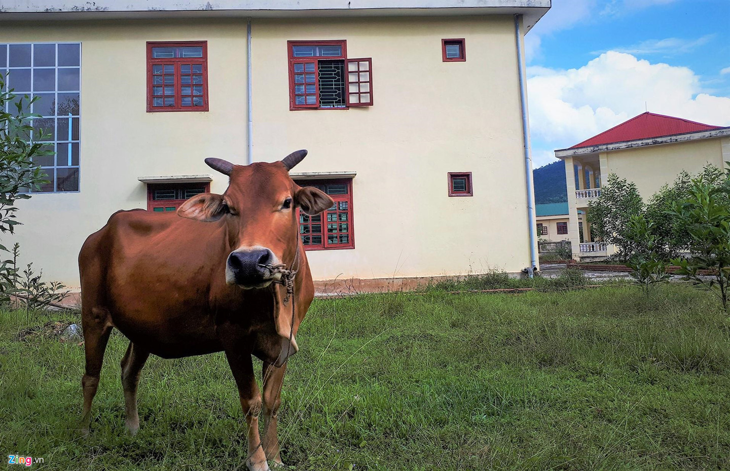 Video ảnh: Trường hơn 16 tỷ đồng bỏ hoang, người dân tận dụng phơi rơm, thả bò