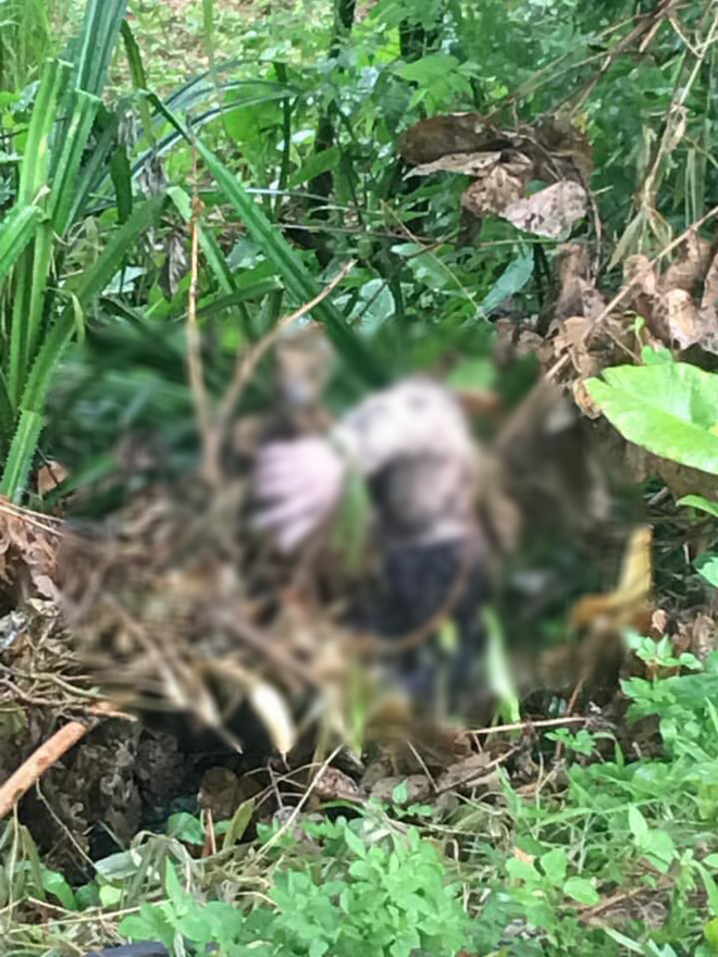 Bàng hoàng phát hiện thi thể nam thanh niên đang phân hủy bị giấu trong bụi cỏ ven đê, nghi bị sát hại