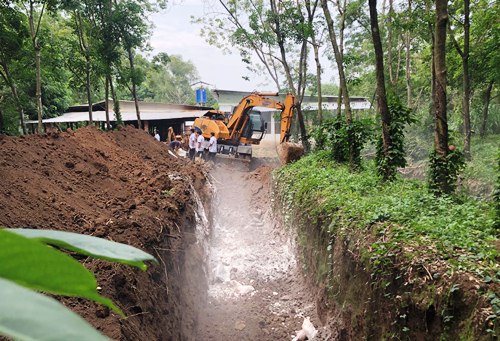 Dịch tả châu Phi lây lan ở ba tỉnh Đông Nam Bộ