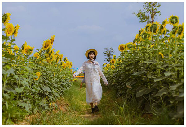 Hốt hoảng trước cảnh tượng hoang tàn của vườn hướng dương hot nhất Sài Gòn: Hoa héo úa, rác ngập tràn khắp nơi!