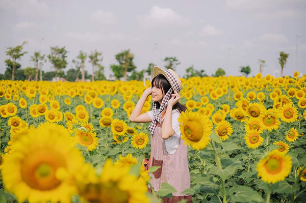 Hốt hoảng trước cảnh tượng hoang tàn của vườn hướng dương hot nhất Sài Gòn: Hoa héo úa, rác ngập tràn khắp nơi!