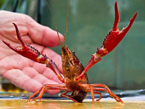 Bất chấp lệnh cấm, tôm hùm đất vẫn được rao bán tràn lan trên mạng