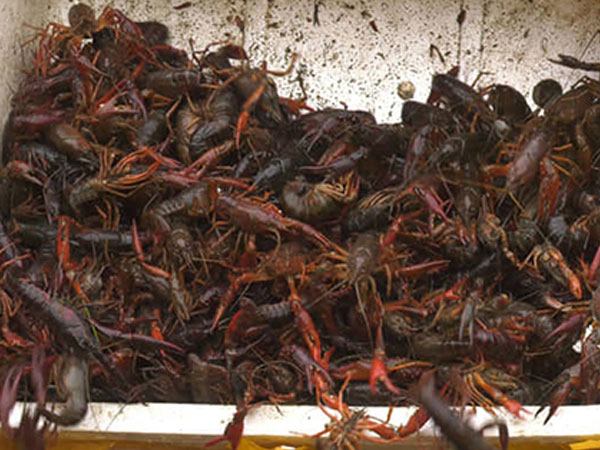 Gần một tấn tôm hùm đất nhập lậu bị phát hiện tại Lào Cai