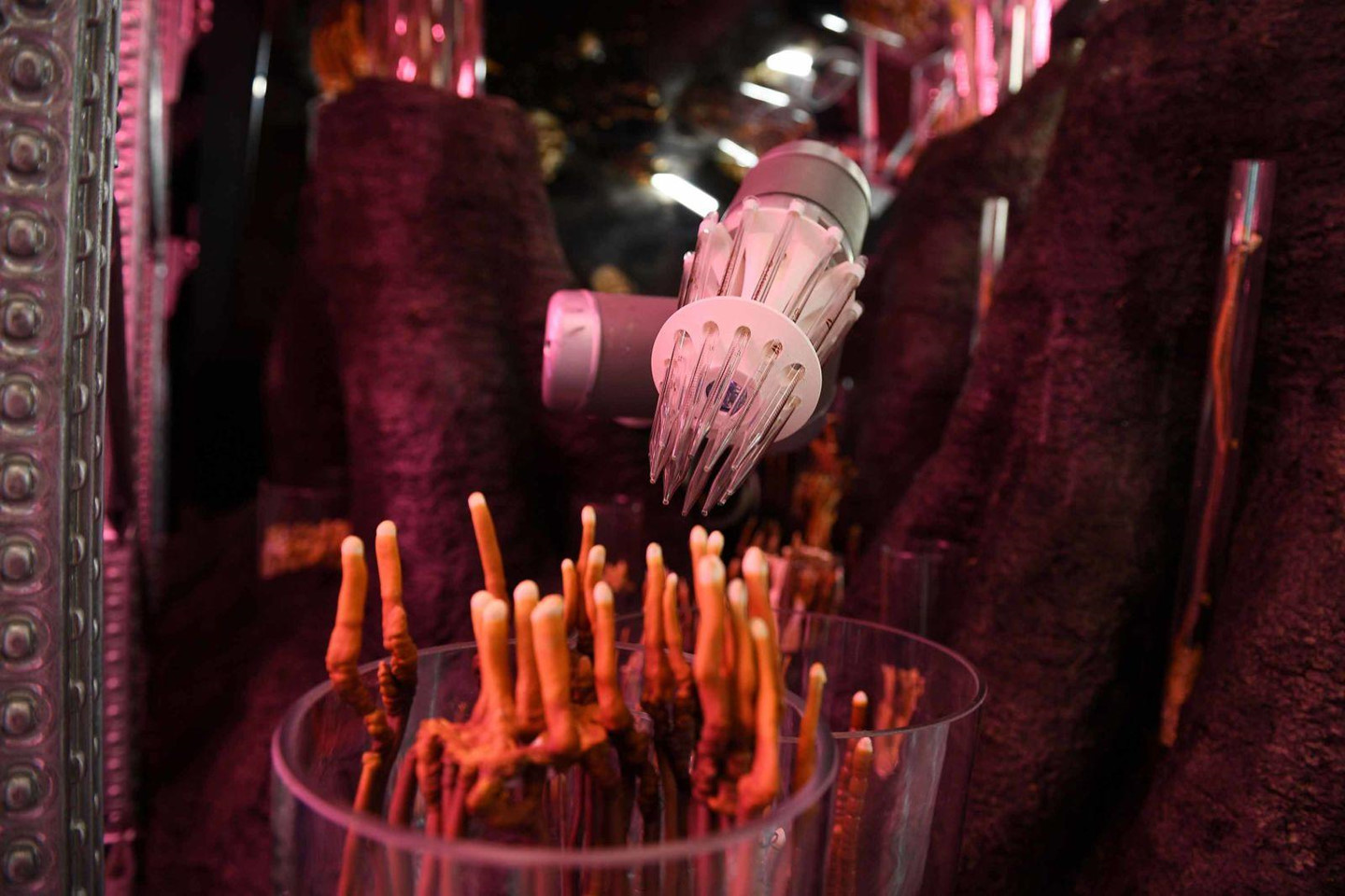 Nữ hoàng Anh và các cháu dự hội hoa xuân tuổi đời hơn 100 năm