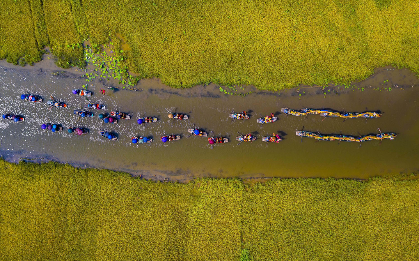 Ngắm mùa vàng Tam Cốc đẹp lung linh giữa trời non nước
