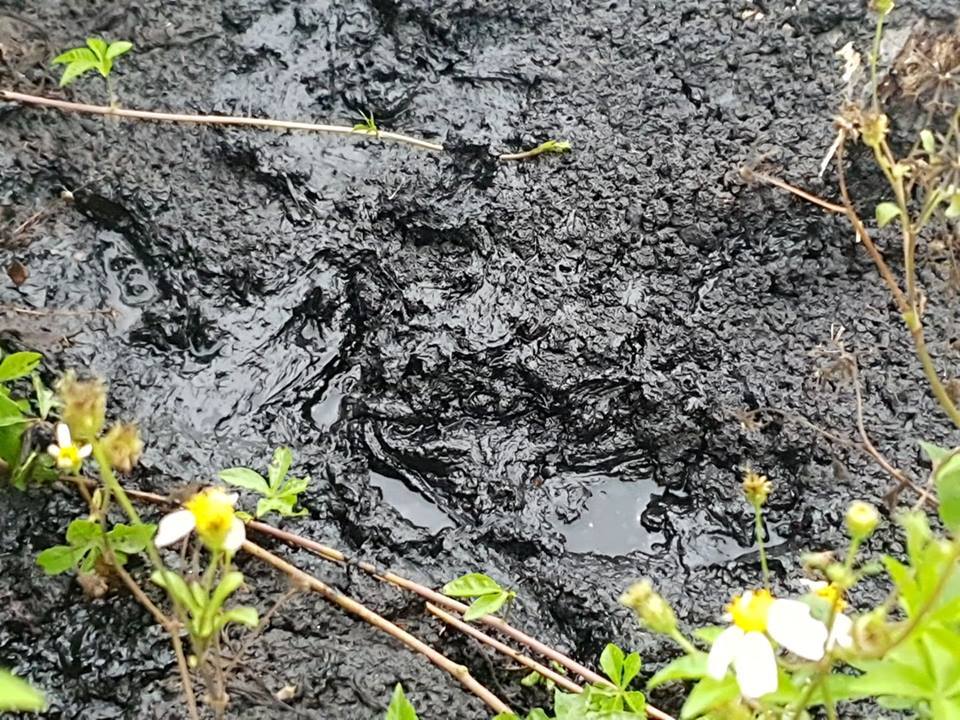 Người phụ nữ Hải Phòng bắt cua bị bỏng chân: Thêm điểm đổ chất thải độc