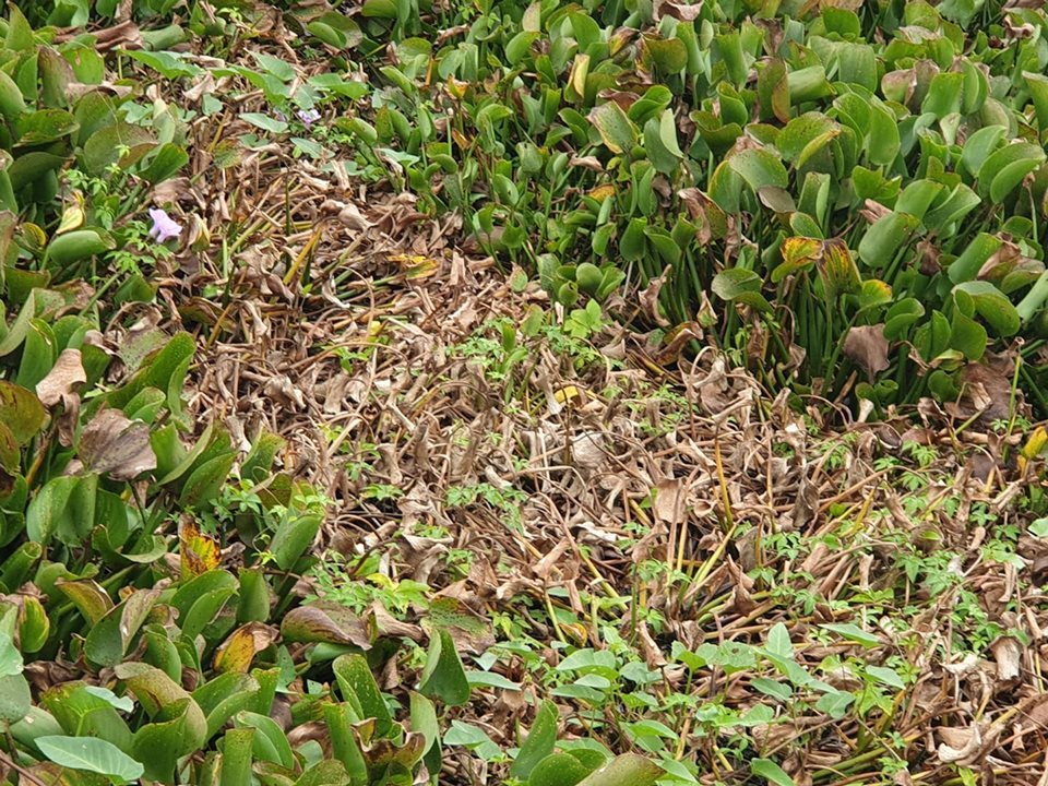 Người phụ nữ Hải Phòng bắt cua bị bỏng chân: Thêm điểm đổ chất thải độc