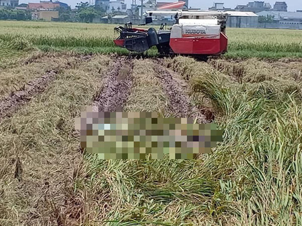 Phát hiện thi thể nam giới đang phân hủy khi gặt lúa ngoài đồng