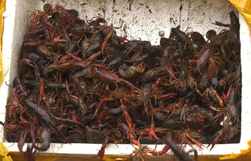 Món tôm hùm đất vẫn trên thực đơn của nhà hàng Hà Nội, Sài Gòn