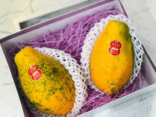 Đu đủ mini Nhật về Việt Nam giá tiền triệu