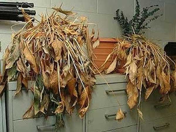 Những món đồ cũ vừa gây bệnh vừa đại hung khi giữ trong nhà