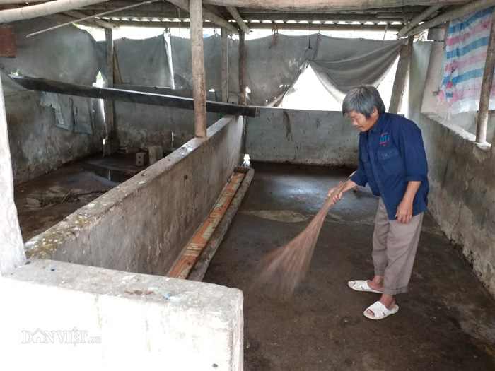 Những hình ảnh tan hoang chưa từng công bố từ dịch tả lợn châu Phi