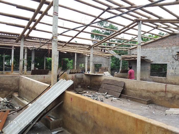 Những hình ảnh tan hoang chưa từng công bố từ dịch tả lợn châu Phi