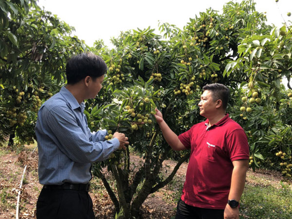 Thương nhân Trung Quốc sang Bắc Giang thu gom vải thiều