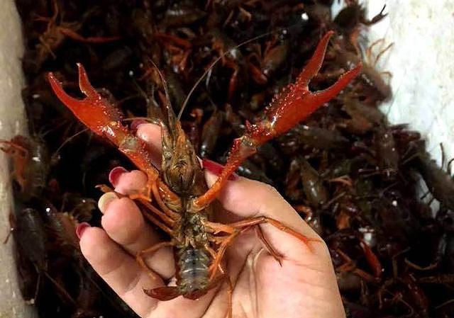 Ám ảnh đại dịch ốc bươu vàng, cư dân mạng kêu gọi tẩy chay tôm hùm đất