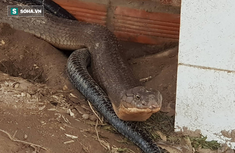 Phó Chủ tịch tỉnh An Giang: Đảm bảo bí mật việc thả cặp rắn khủng bắt được dưới chân núi Cấm