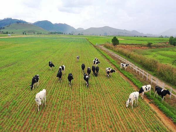 Vinamilk liên doanh với doanh nghiệp Lào và Nhật Bản khởi công xây dựng tổ hợp resort bò sữa organic quy mô 5.000ha tại Lào