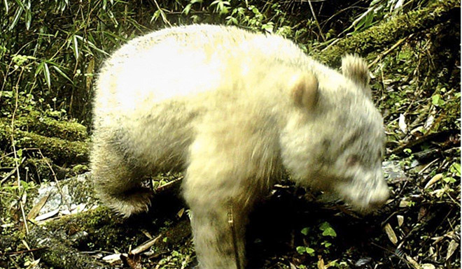 Tìm thấy gấu trúc bạch tạng hoang dã đầu tiên trên thế giới