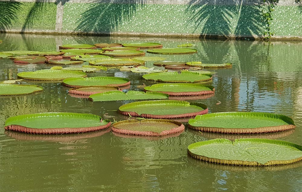 Cụ rùa 100 tuổi ăn chay, nghe kinh Phật trong chùa ở miền Tây