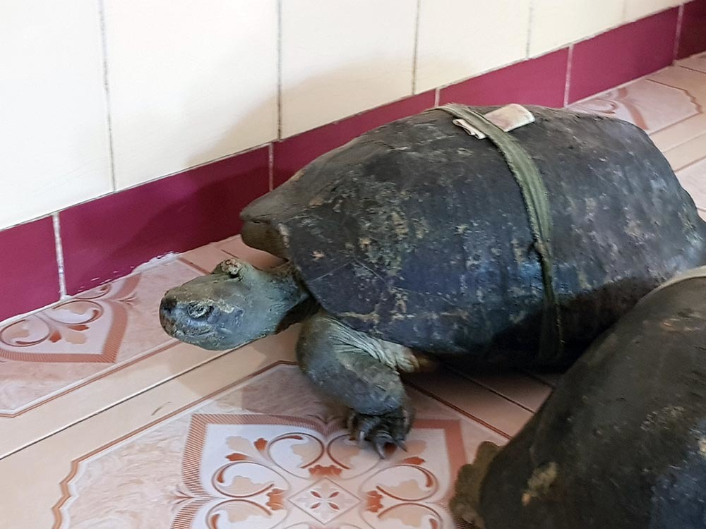 Cụ rùa 100 tuổi ăn chay, nghe kinh Phật trong chùa ở miền Tây