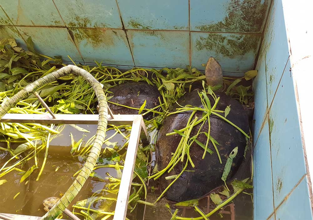 Cụ rùa 100 tuổi ăn chay, nghe kinh Phật trong chùa ở miền Tây