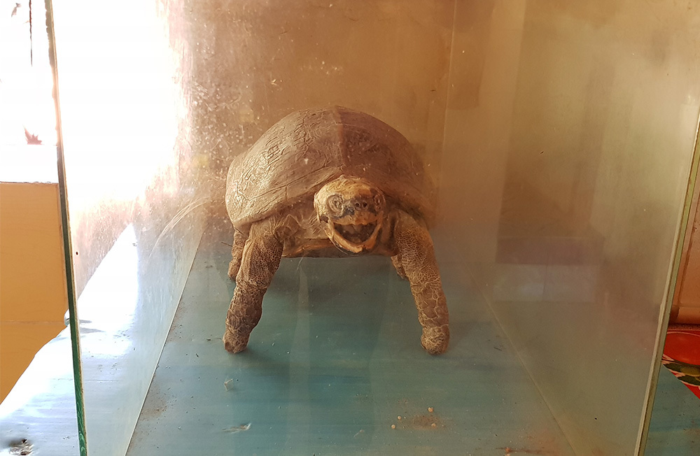 Cụ rùa 100 tuổi ăn chay, nghe kinh Phật trong chùa ở miền Tây