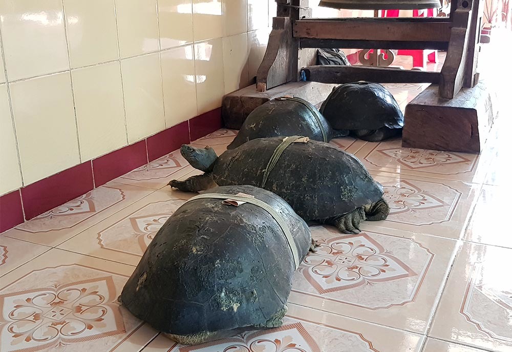 Cụ rùa 100 tuổi ăn chay, nghe kinh Phật trong chùa ở miền Tây - 2 Cụ rùa 100 tuổi ăn chay, nghe kinh Phật trong chùa ở miền Tây - 2