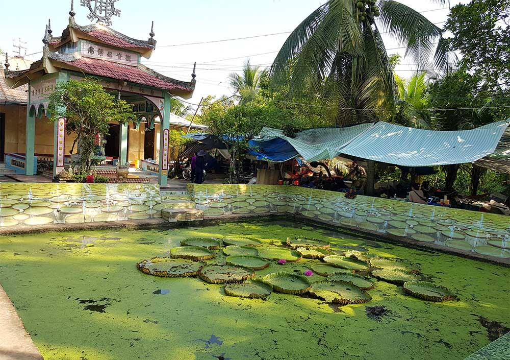 Cụ rùa 100 tuổi ăn chay, nghe kinh Phật trong chùa ở miền Tây Cụ rùa 100 tuổi ăn chay, nghe kinh Phật trong chùa ở miền Tây