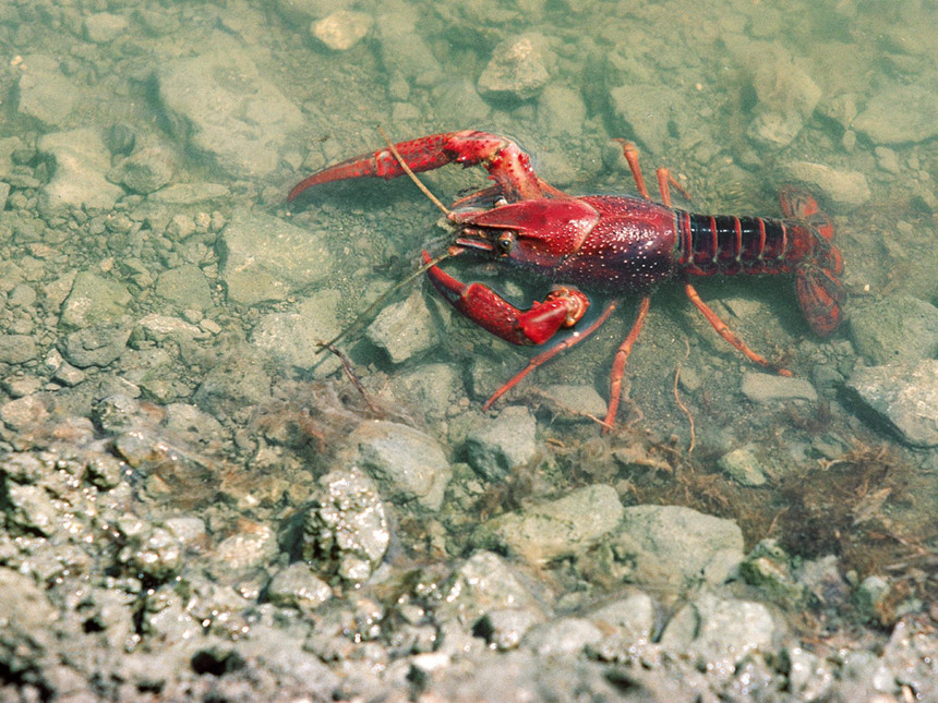 Nhiều nơi trên thế giới từng hối hận vì thảm họa nuôi tôm hùm đất