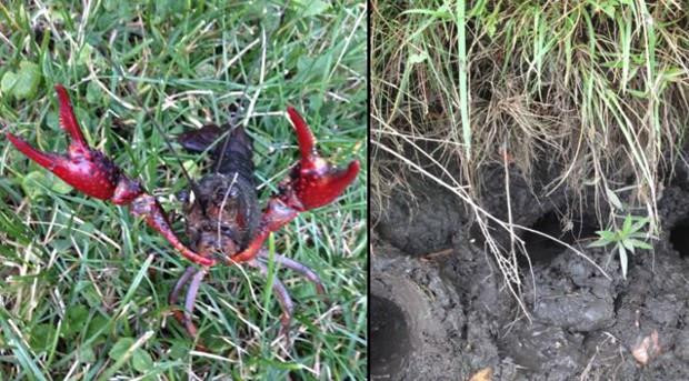 Nhiều nơi trên thế giới từng hối hận vì thảm họa nuôi tôm hùm đất