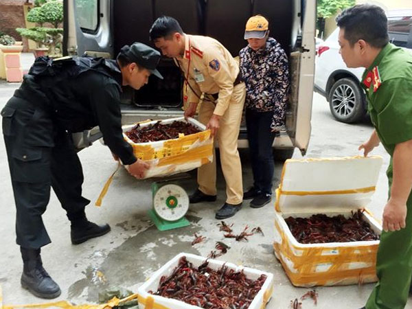 Lái xe đường dài chở gần 50 kg tôm hùm đất nhập lậu Trung Quốc