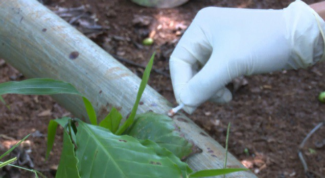 Vụ giết, chôn xác phi tang 3 bà cháu: Tang thương bao trùm xóm nhỏ