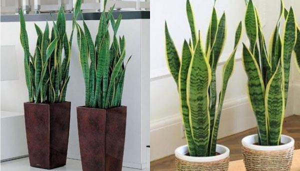 7 loại cây kiêng kỵ không nên trồng trong nhà để tránh tiêu tán tài lộc