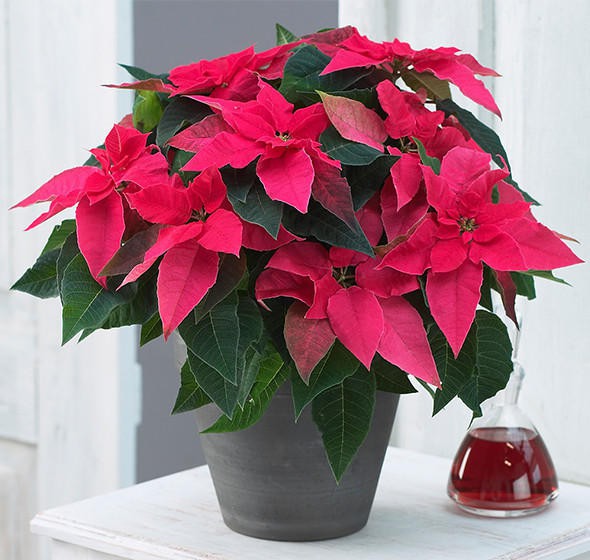 7 loại cây kiêng kỵ không nên trồng trong nhà để tránh tiêu tán tài lộc