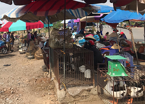 Vì sao công an điều tra mẹ của thiếu nữ giao gà?