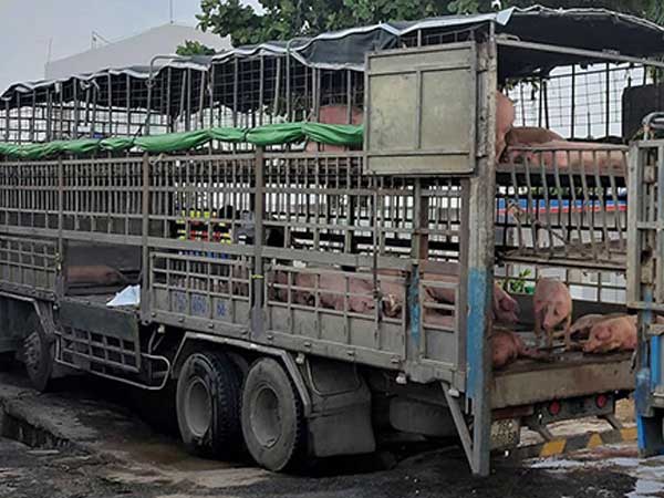 Xe chở lợn mắc dịch tả châu Phi đi qua nhiều tỉnh