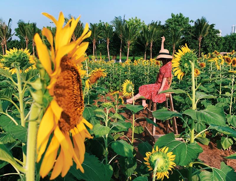 Thiếu nữ Hà Nội khoe lưng trần, eo thon ở cánh đồng hoa hướng dương